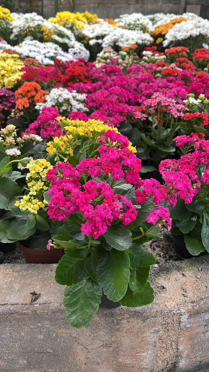 Flores coloridas em vasos