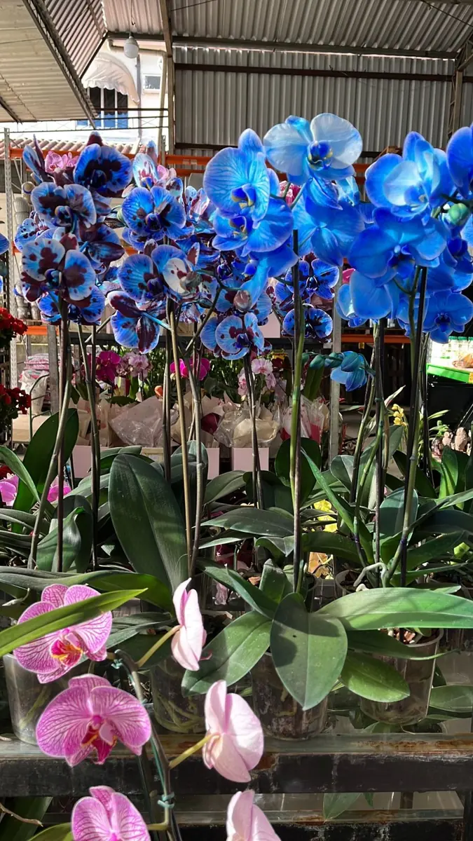 Orquídeas azuis