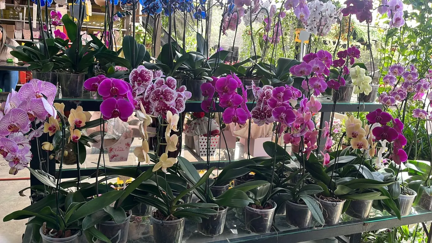 Orquídeas coloridas na loja