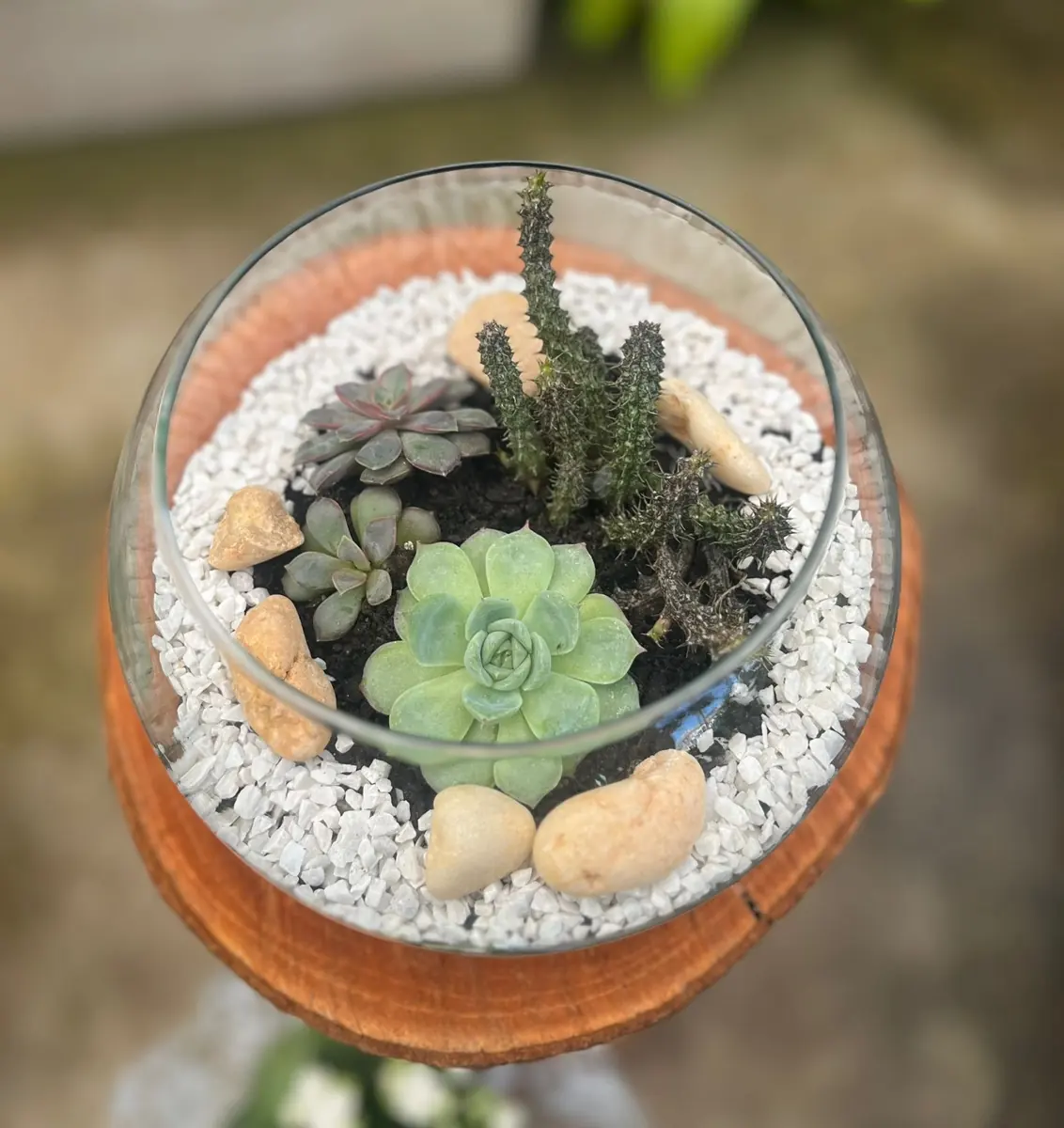 Terrário com suculentas e pedriscos